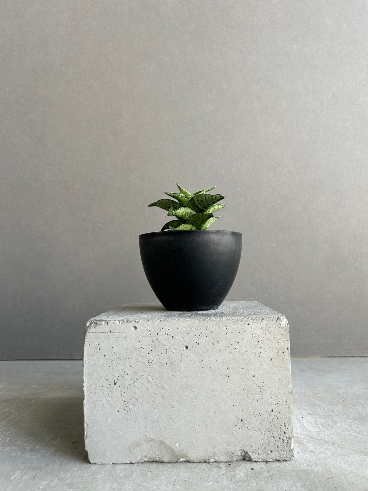 EMP サンセベリア Susano'O' スサノオ / SA318 サンセベリア スサノオ 「Sansevieria Susano 'O' (by Unyaman