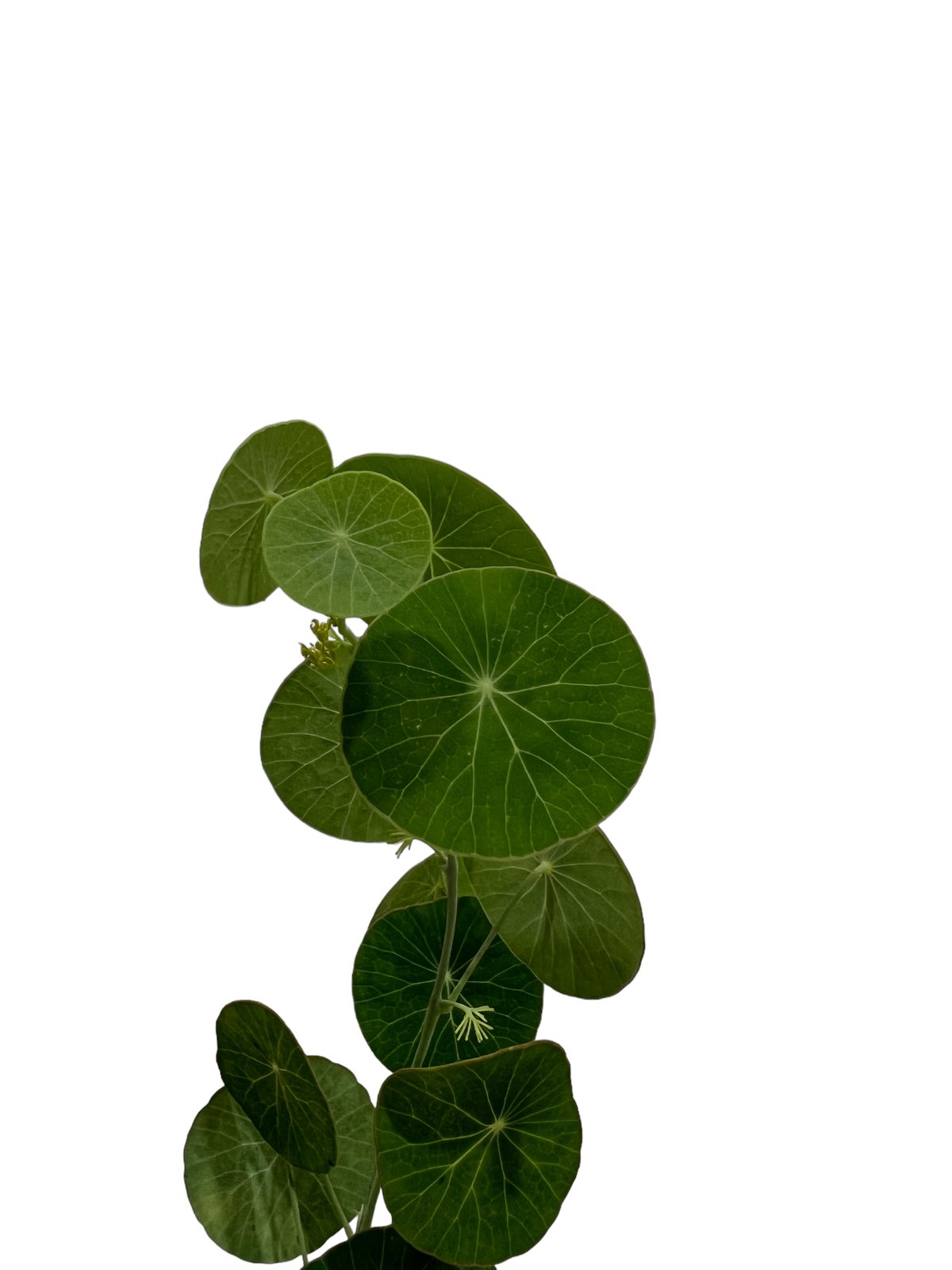 ステファニア エレクタ “選抜個体” 「Stephania erecta“Select”」51