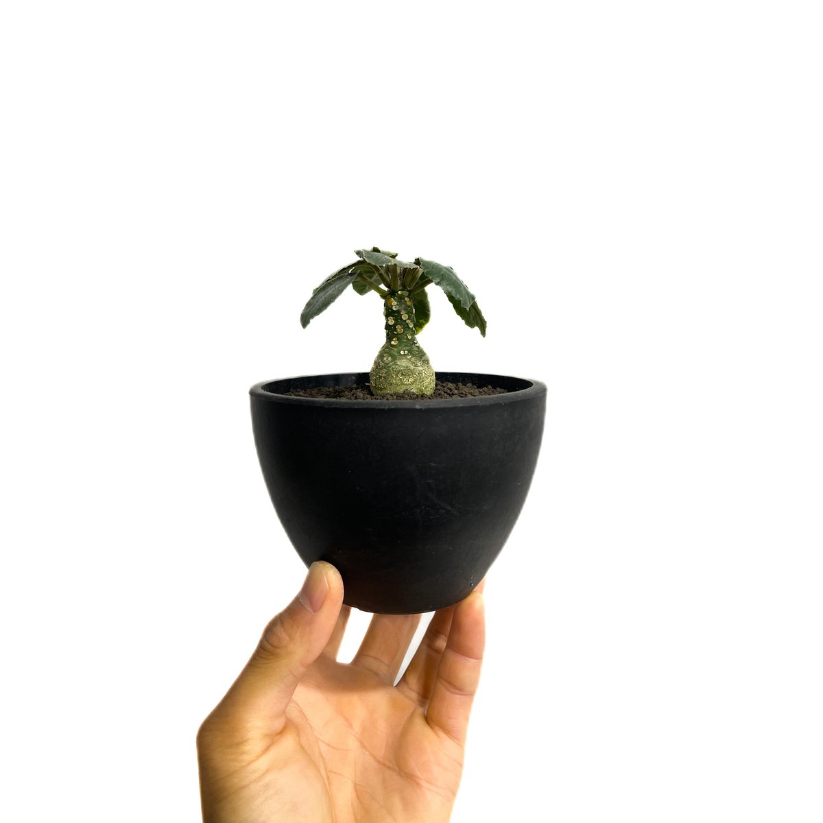 ドルステニア フォエチダ 斑入 “選抜個体”「Dorstenia foetida