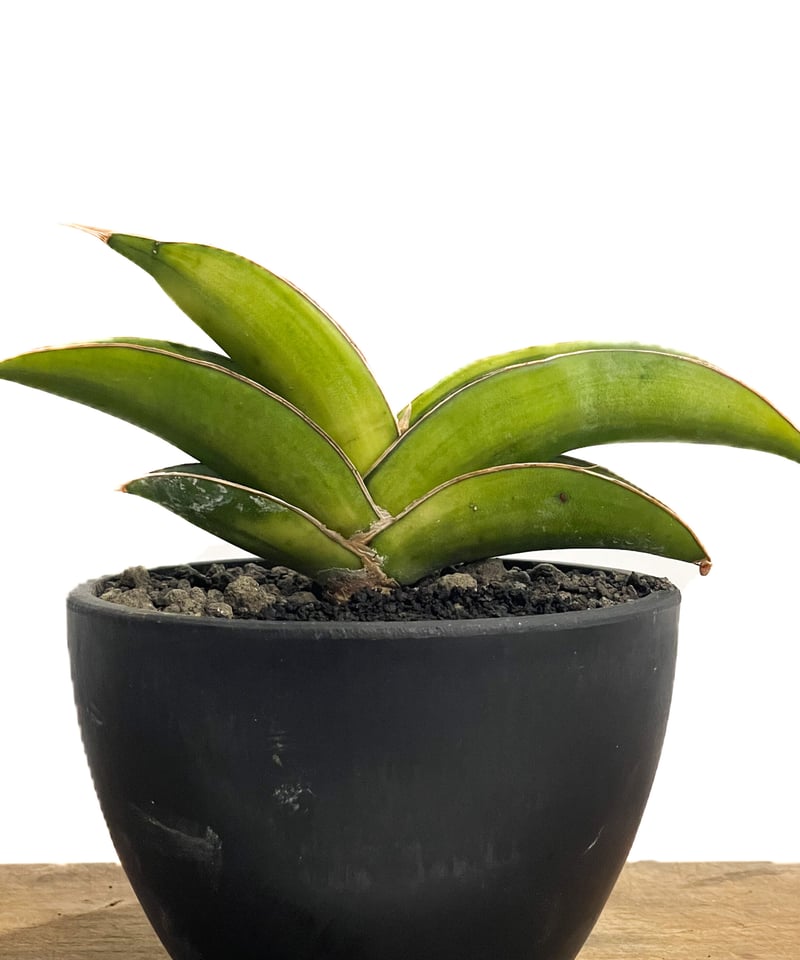 サンセベリア エーレンベルギー ミスターブルー 斑入り「Sansevieria