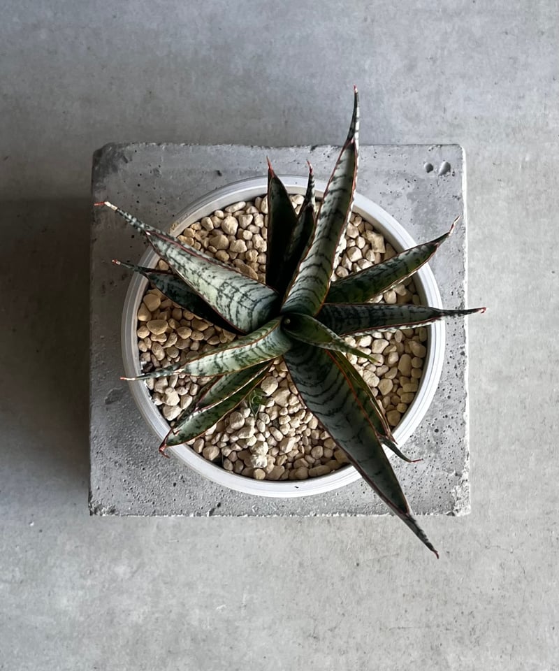 EMP サンセベリア サンシャイン エンジェル / 完成品 SA365 EMP サンセベリア サンシャインエンジェル / 完成品 SA365