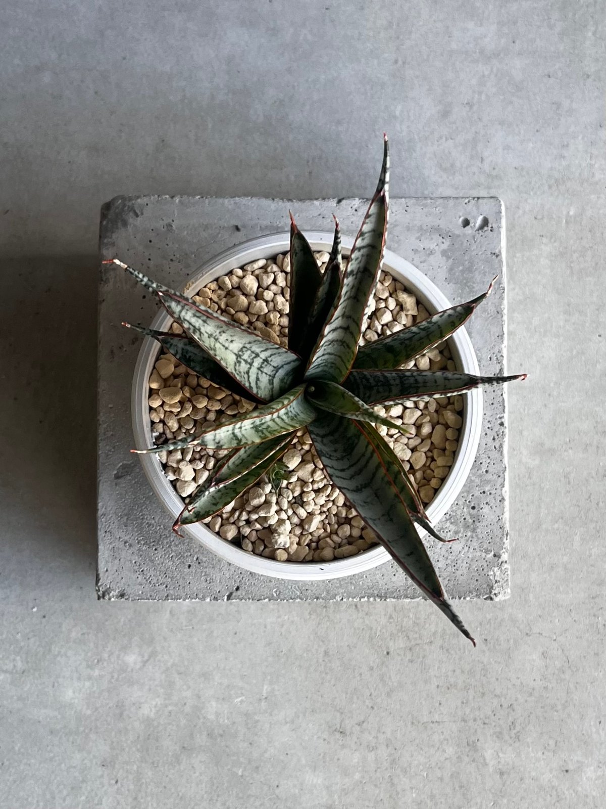 EMP サンセベリア サンシャイン エンジェル / 完成品 SA365 サンセベリア サンシャインエンジェル「Sansevieria Sunshine Angel」S