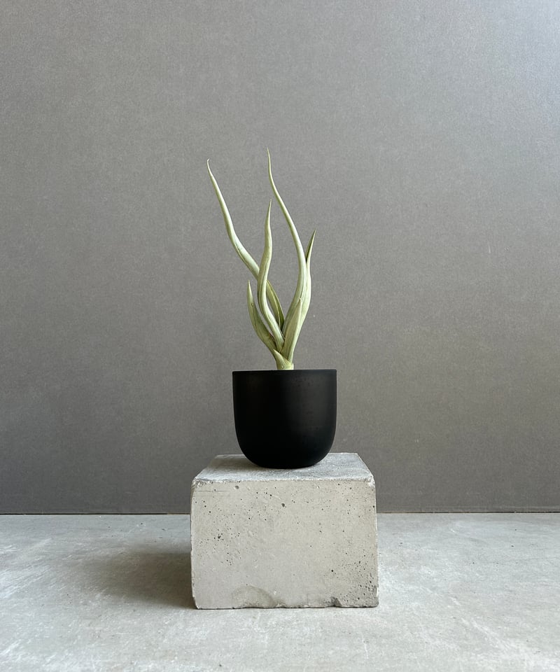 サンセベリア シルバー スパイラル「Sansevieria Silver Spiral (f