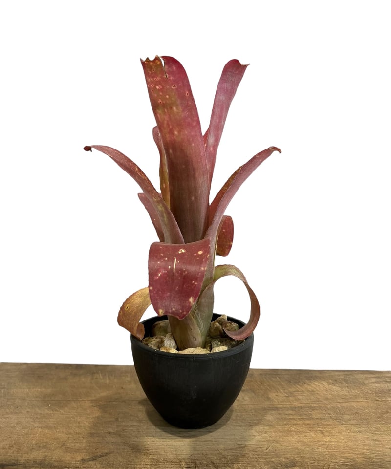 ビルベルギア ハイブリッド「Billbergia hybrid」88D-2 | SHOUCHI