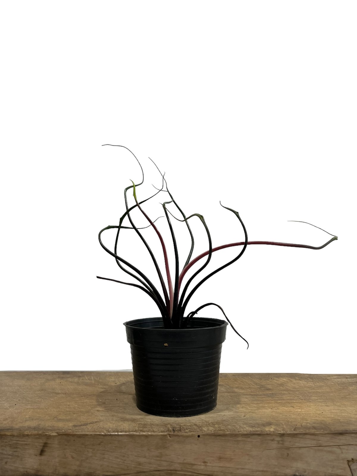 アロカシア プランバエ 'フライングスクイッド' 「Alocasia plumbae