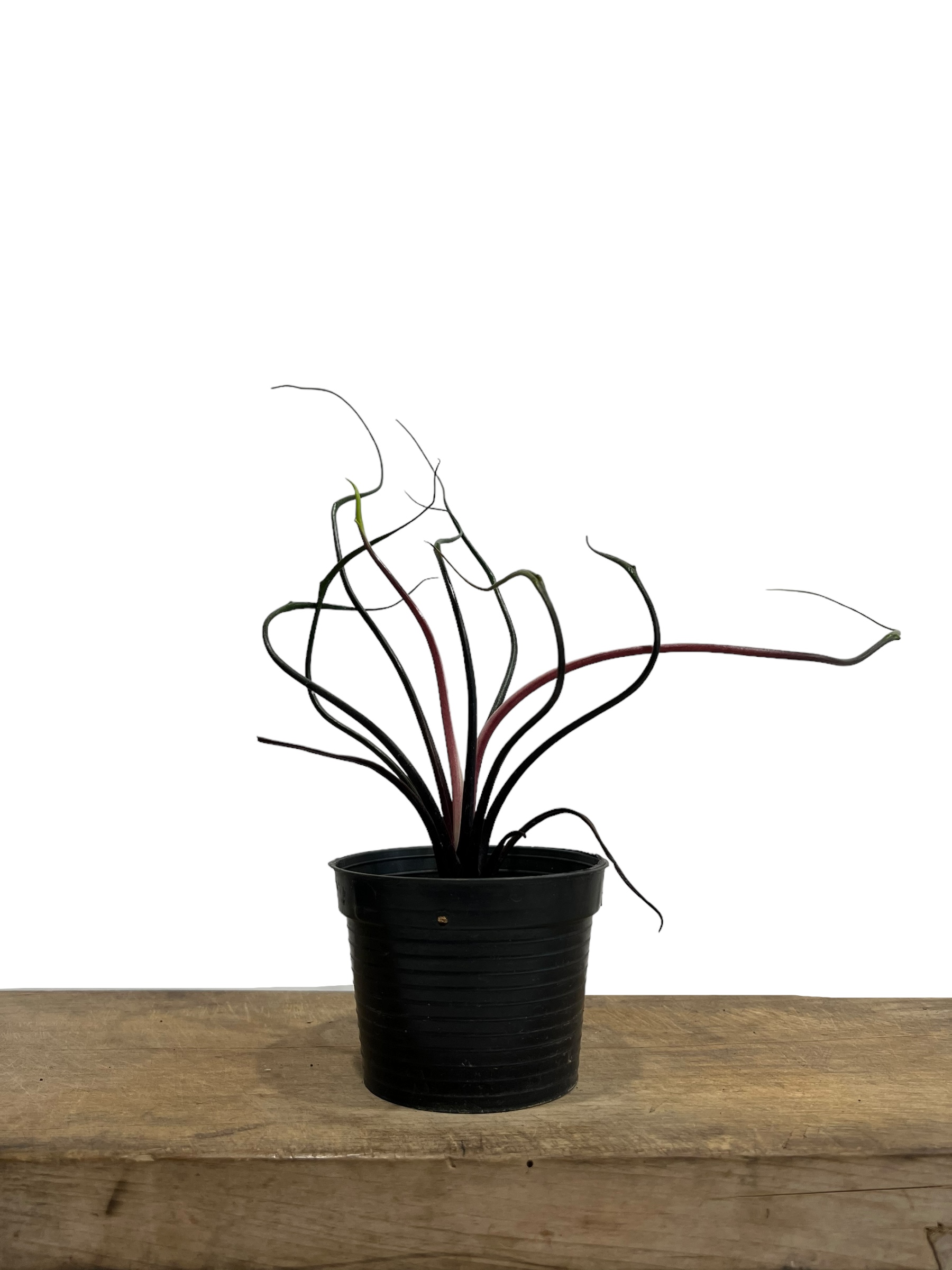 アロカシア プランバエ 'フライングスクイッド' 「Alocasia plumbae