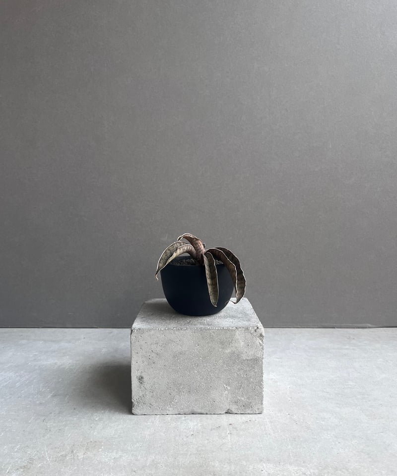 サンセベリア ピンクパンサー 「Sansevieria Pink Punter」35F | S