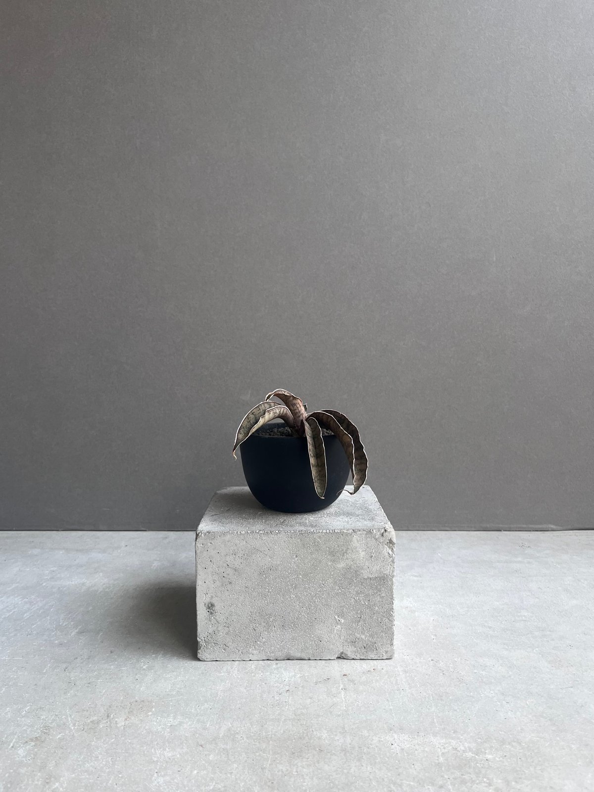 EMP サンセベリア ピンクパンサー OC株 / レア SA348 サンセベリア ピンクパンサー 「Sansevieria Pink Punter」35F | S