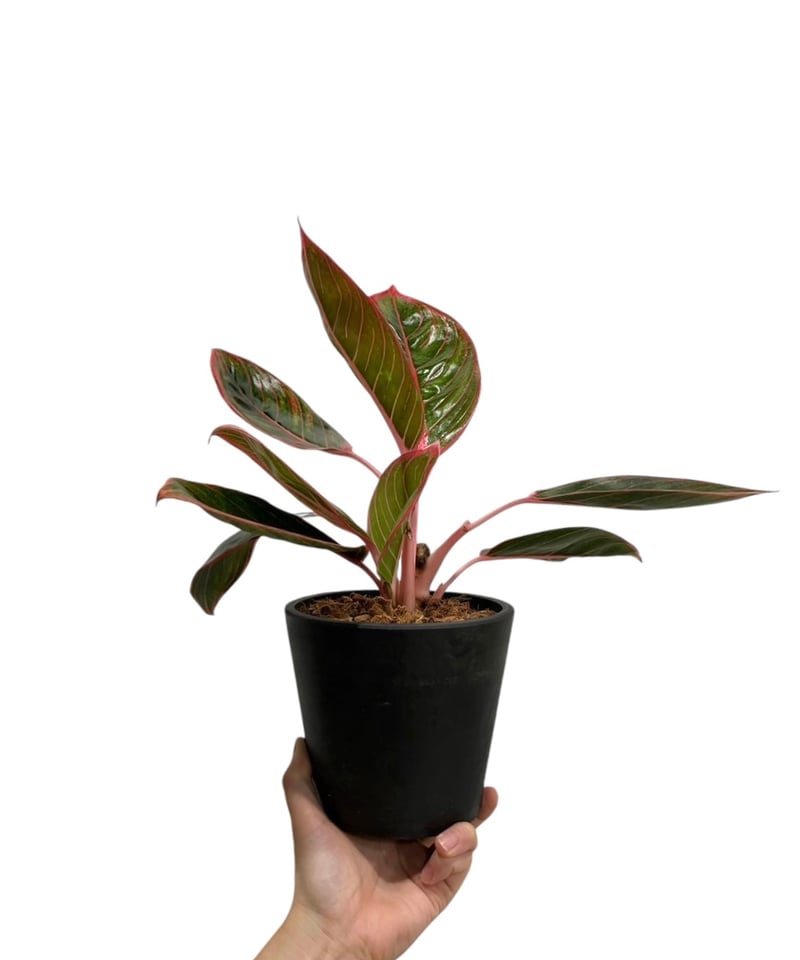 アグラオネマ リップスティック カンザ 「Aglaonema Lipstick Khanza」