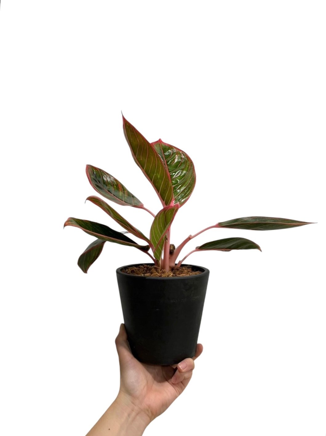 アグラオネマ リップスティック カンザ 「Aglaonema Lipstick Khanza」