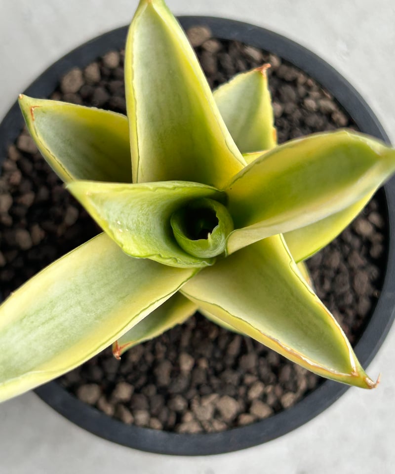 EMP サンセベリア パゴダ 仏塔 斑入り / SA358 サンセベリア パゴダ 斑入 「Sansevieria Pagoda Variegated」 |