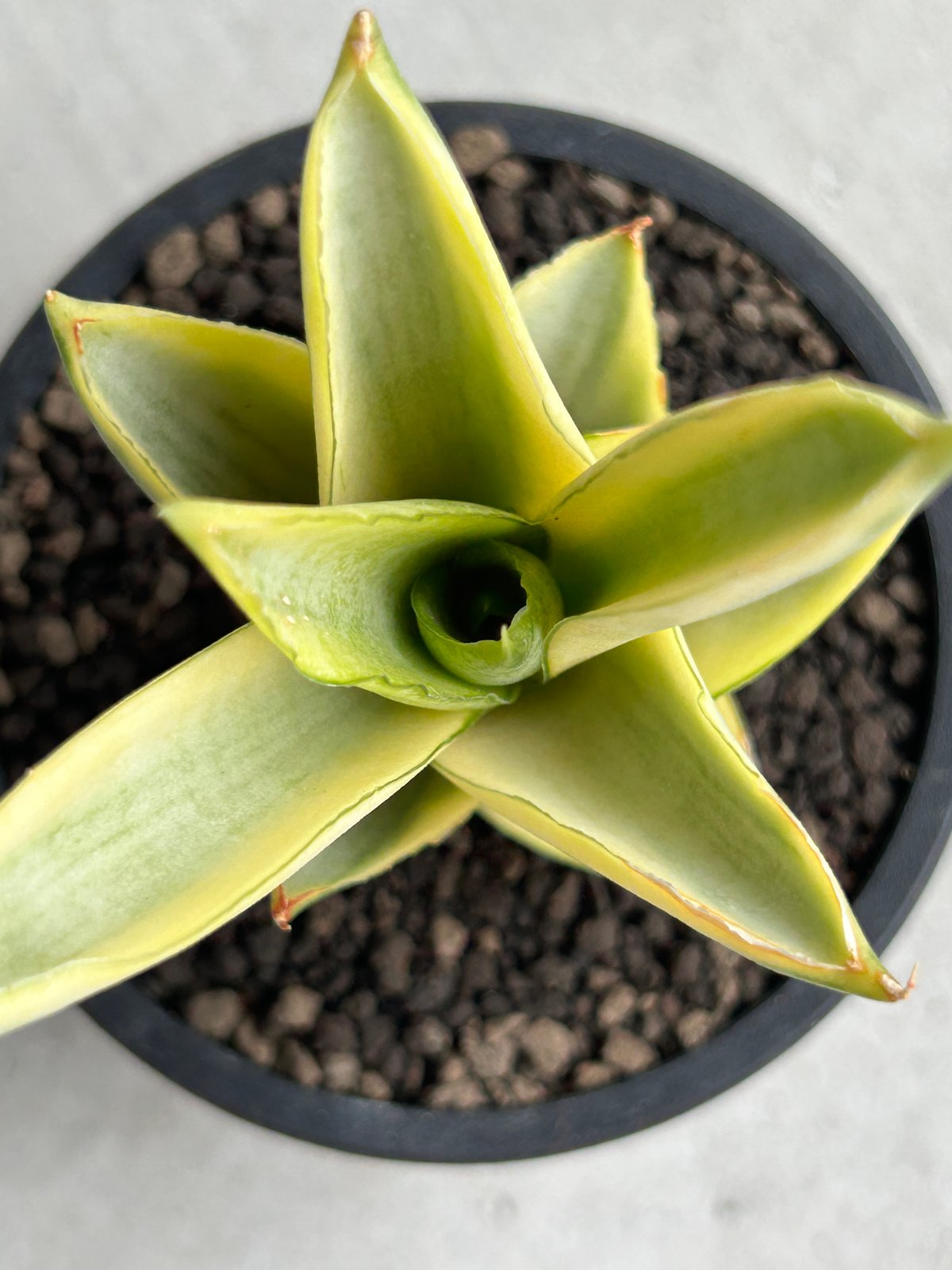 EMP サンセベリア KAMINARI カミナリ / SA293 EMP サンセベリア