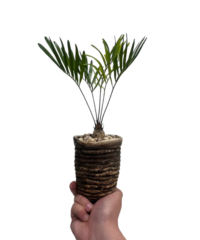ザミア + plantsmonsters pot 「Zamia 」75V | SHOUCHIKUEN