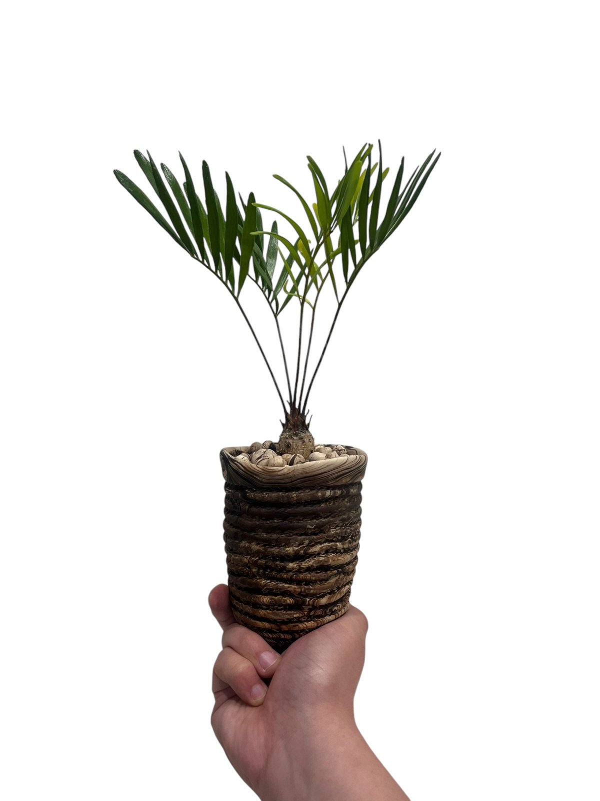 ザミア　ソテツ　盆栽 ザミア + plantsmonsters pot 「Zamia 」75V | SHOUCHIKUEN