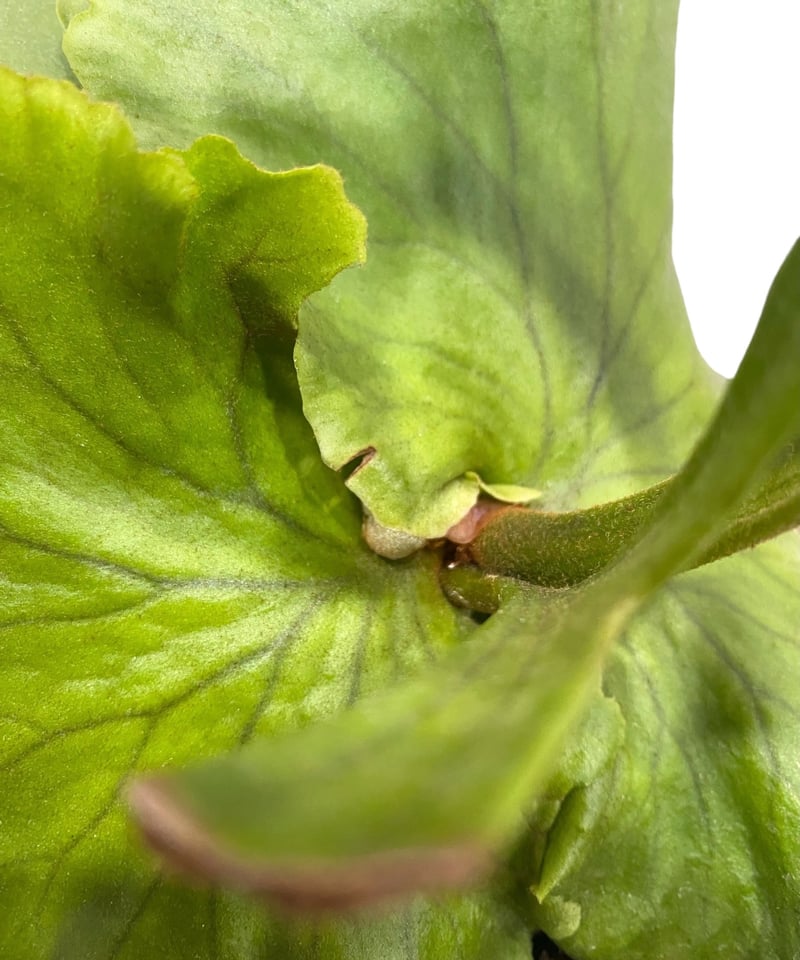 ビカクシダ キッチャクード tine ビカクシダ キッチャクード シン