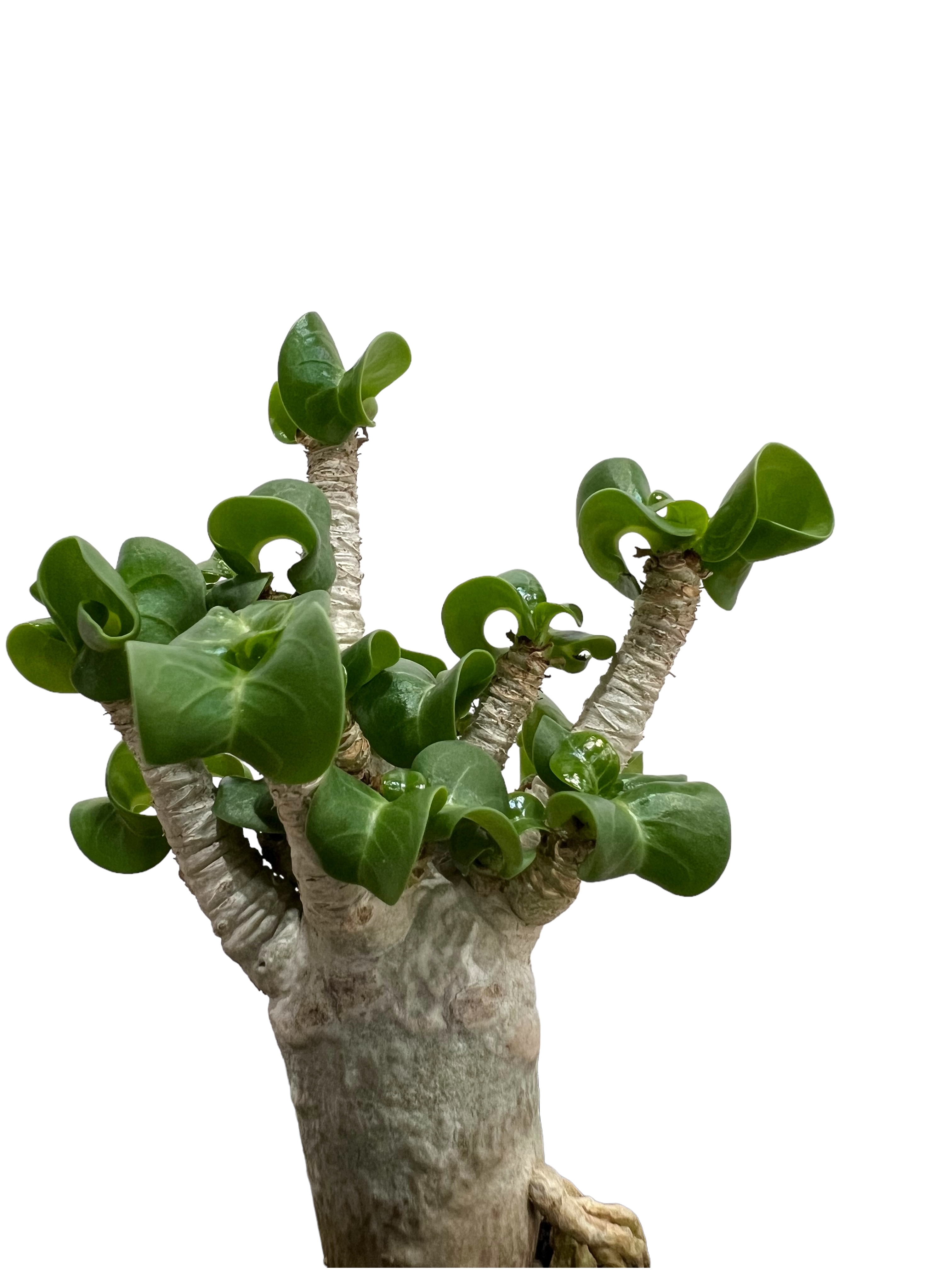 アデニウム D.H.A (獅子葉) ドワーフ 「Adenium D.H.A (Dorset H