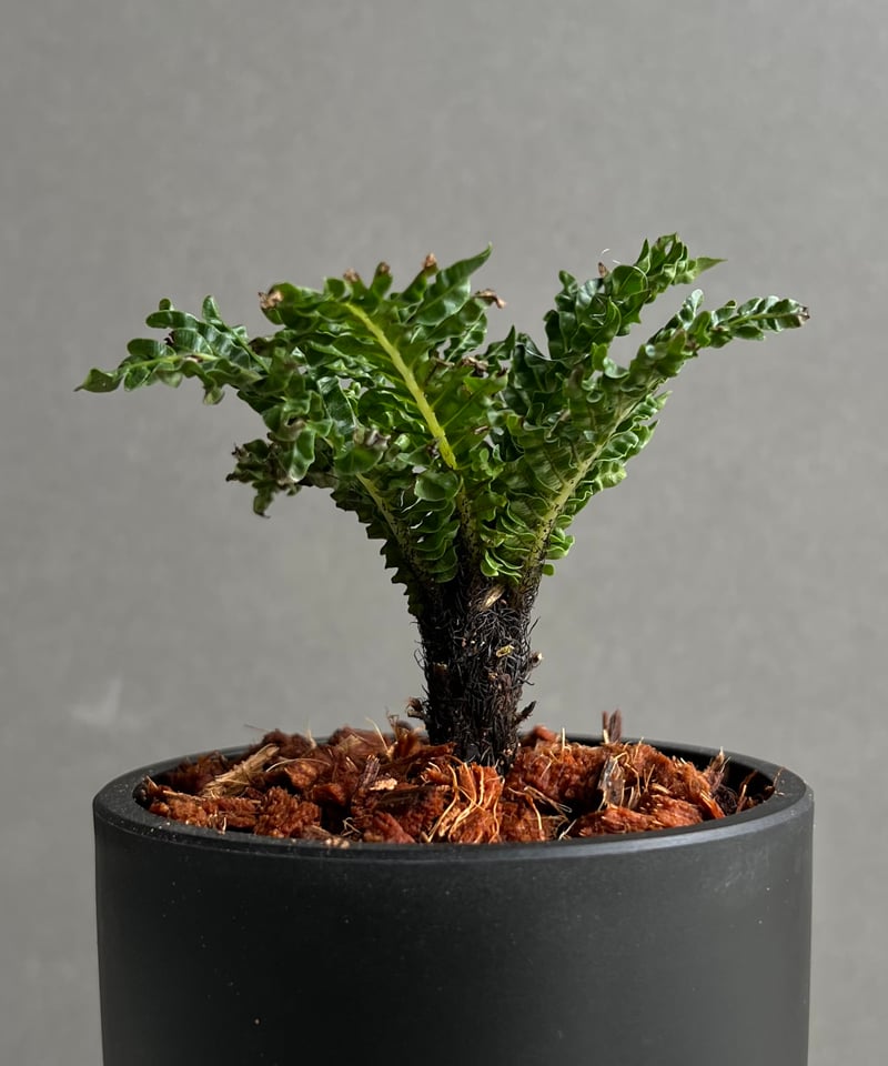 ブレクナム ギッバム ドワーフ 「Blechnum gibbum Dwarf 」1C | SH