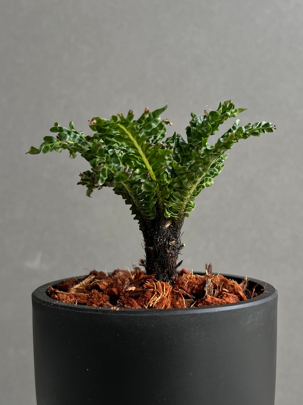 ブレクナム ギッバム ドワーフ 「Blechnum gibbum Dwarf 」1C | SH