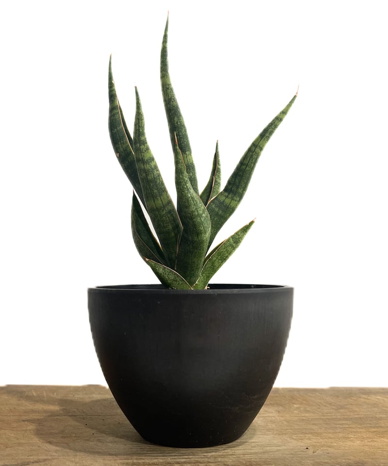 EMP サンスベリア カミナリ / 最後はイメージ SA393 EMP サンスベリア カミナリ / 最後はイメージ SA393 EMP