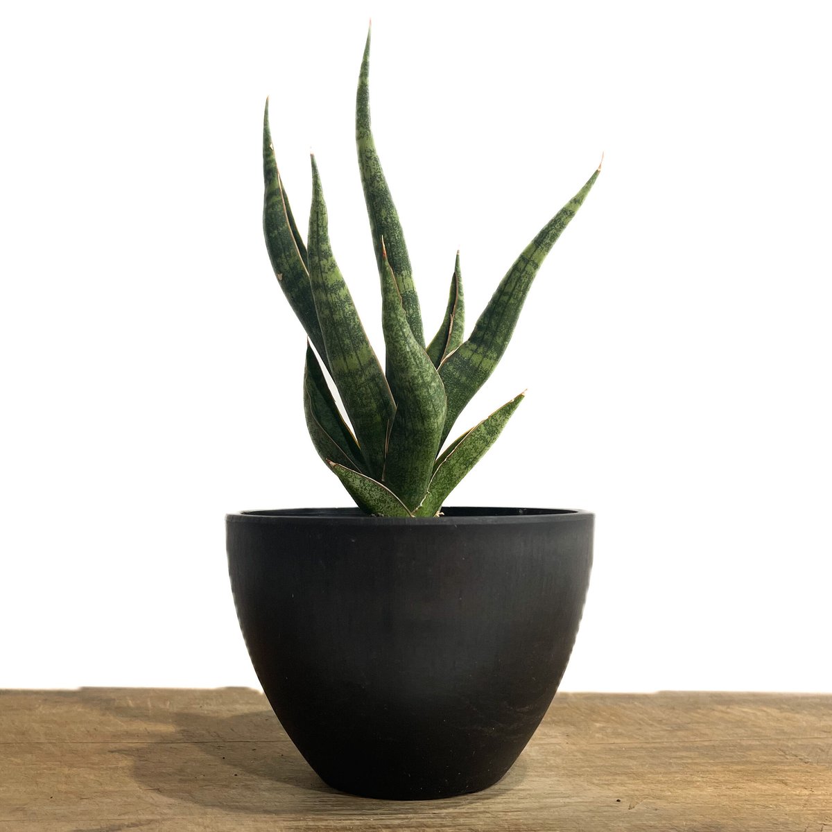 サンセベリア カミナリ「Sansevieria KAMINARI “雷”」64D-1 | SH