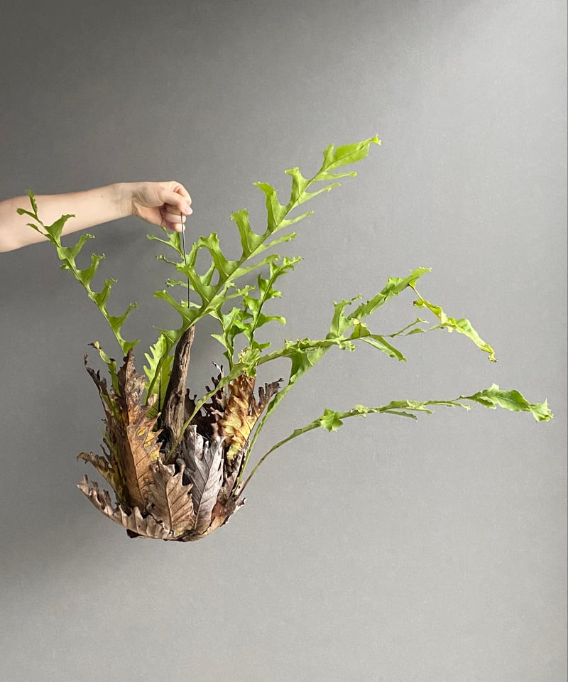 ドリナリア クエルシフォリア '変異種' 「Drynaria quercifolia 'Mut