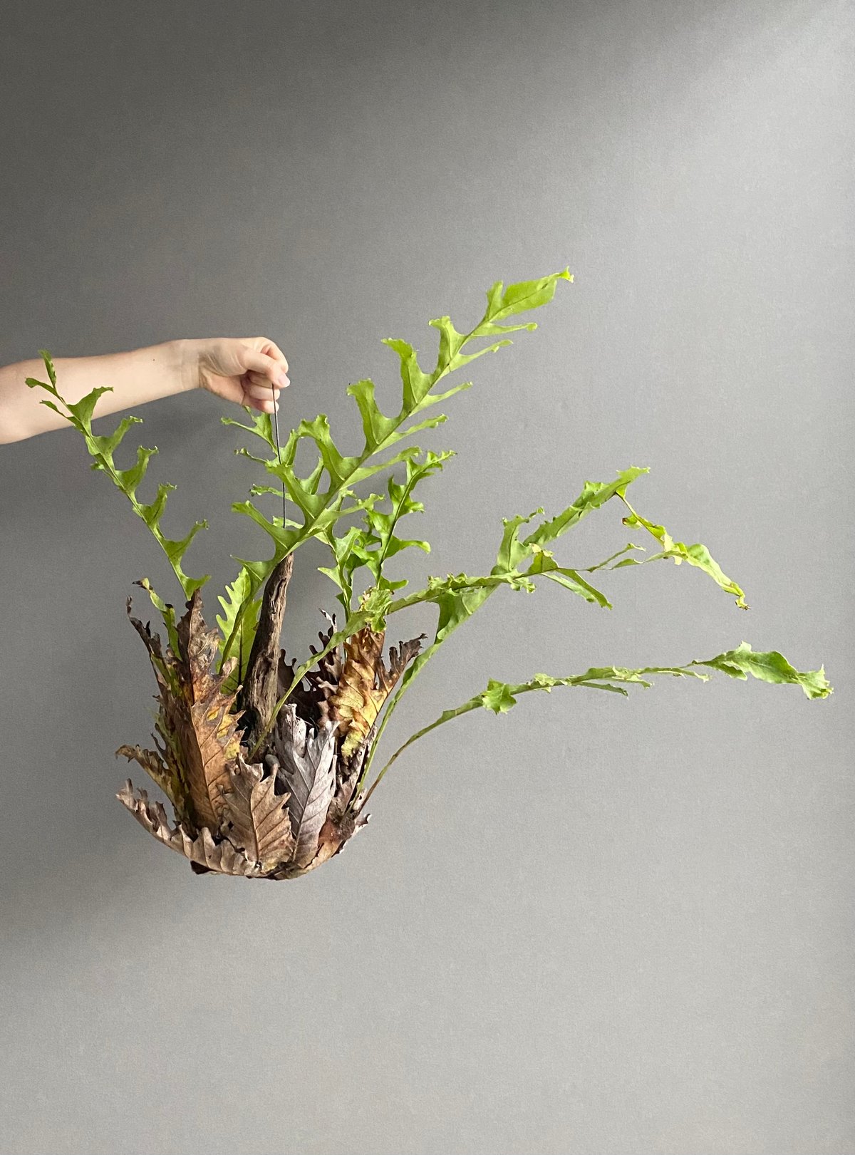 ドリナリア クエルシフォリア '変異種' 「Drynaria quercifolia 'Mut