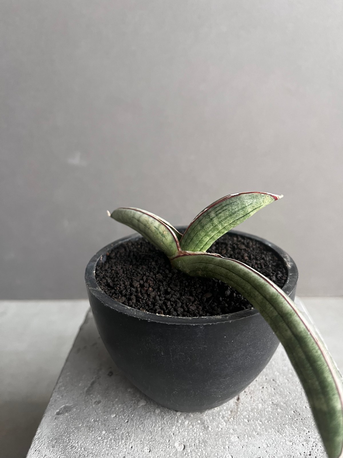 サンスベリア エイレンシス Sansevieria Eilensis C サンセベリア エイレンシス 「Sansevieria eilensis Lav.10178」7