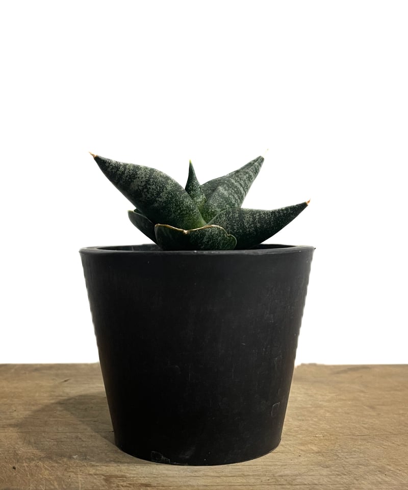 サンセベリア ブラック ライノ「Sansevieria Black Rhino」48G-1 |