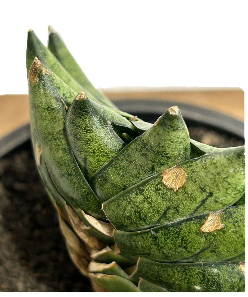 マグノリア・パトリアークセット と サンセリーテ セット バーグ 100 リッチマグノリア | ルームフレグランス | HARUKADO