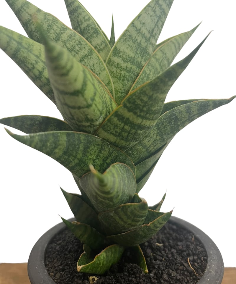 サンセベリア シンドロ 「Sansevieria Sindro 」23U | SHOUCHIKUEN サンセベリア シンドロ 「Sansevieria Sindro 」23U | SHOUCHIKUEN