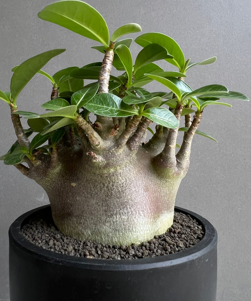 アデニウム アラビカム スーパー ドワーフ “ブラック” 「Adenium