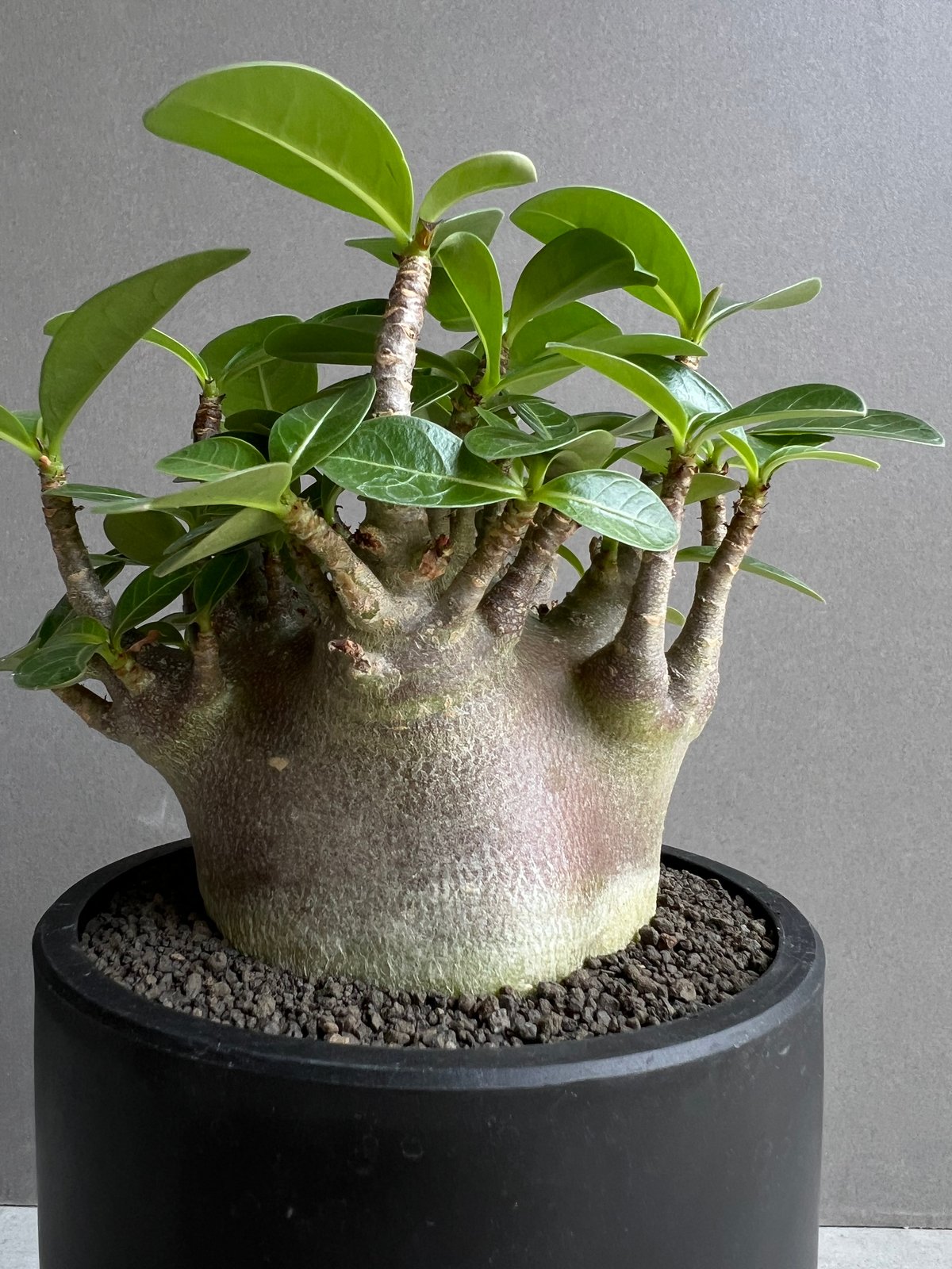 アデニウム アラビカム スーパー ドワーフ “ブラック” 「Adenium