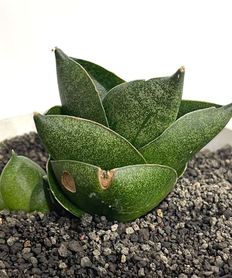 サンセベリア アンヤマニー ハイブリッド SP013 ドワーフ タイプ