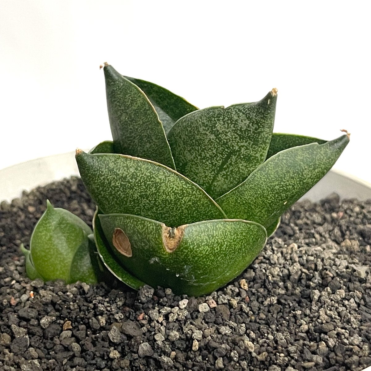 EMP サンセベリア アンヤマニーハイブリッド ドワーフEM1 / SA264 EMP