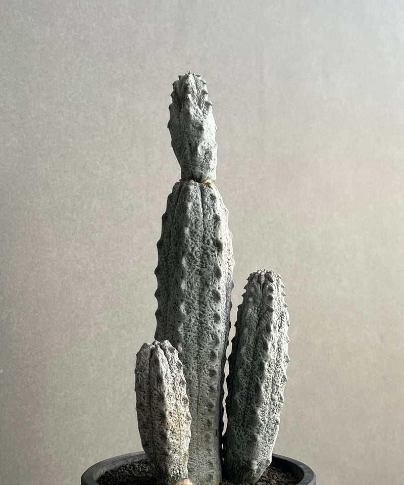 ユーフォルビア アブデルクリ「Euphorbia abdelkuri 」86N | SHOUC