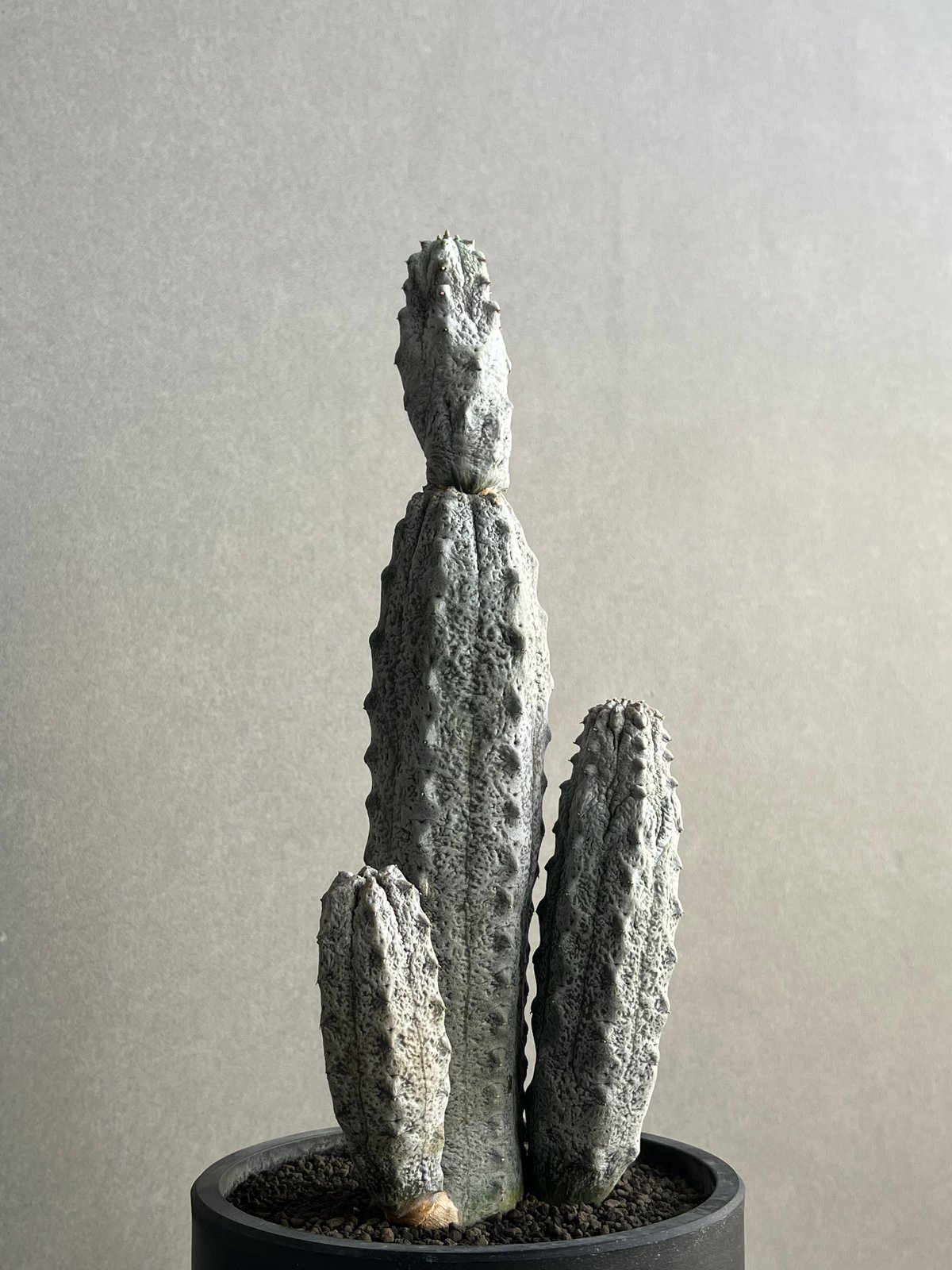 ユーフォルビア アブデルクリ＿１ ユーフォルビア アブデルクリ「Euphorbia abdelkuri 」86N | SHOUC