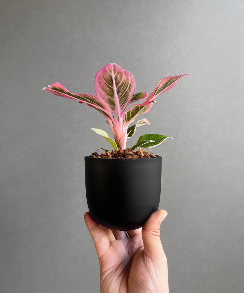 h*i様 【veil plants】アグラオネマ　ロータスデライト アグラオネマ ロータス デライト 「Aglaonema Lotus Delight