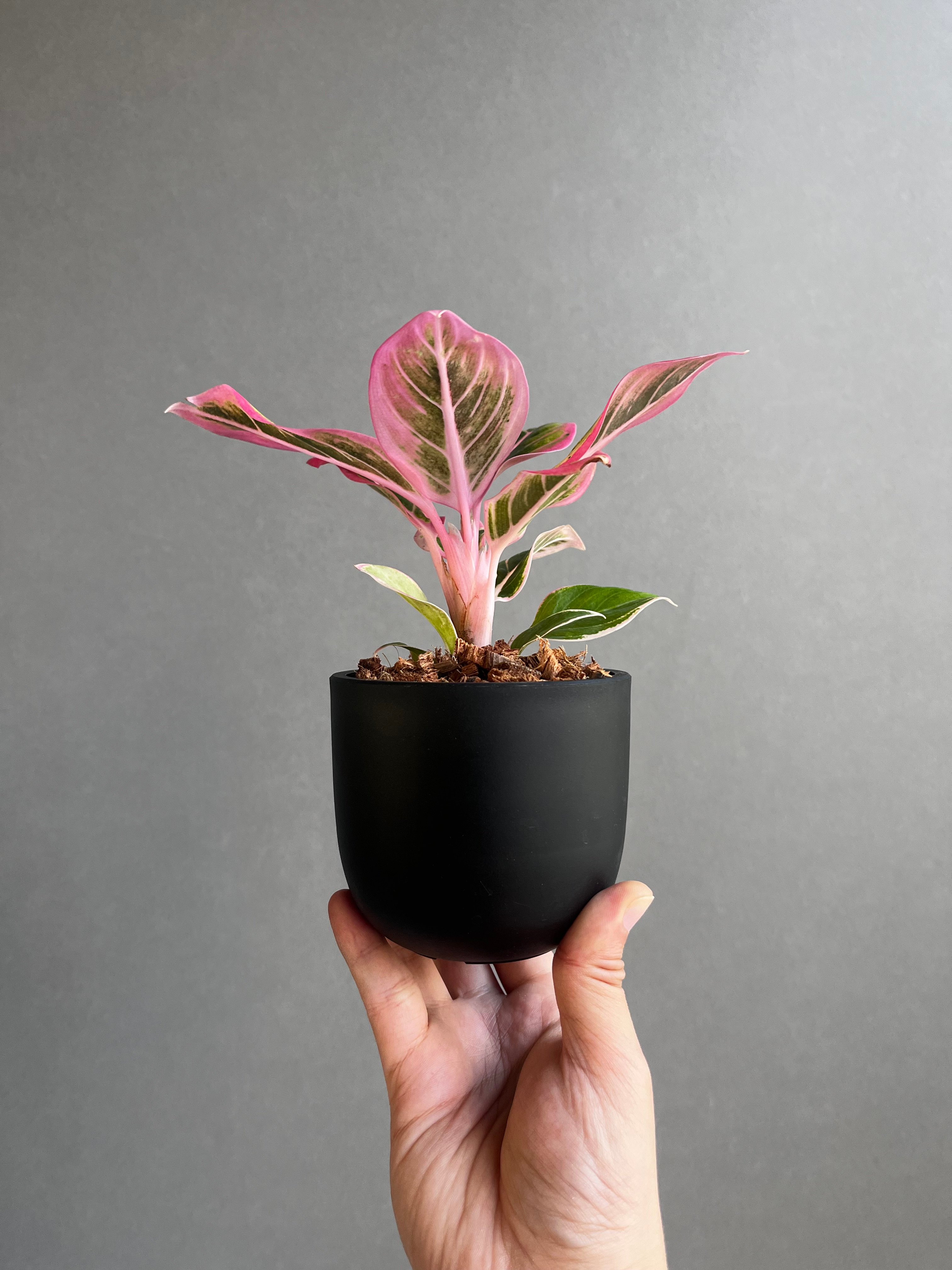 アグラオネマ ロータス デライト 「Aglaonema Lotus Delight」95E |