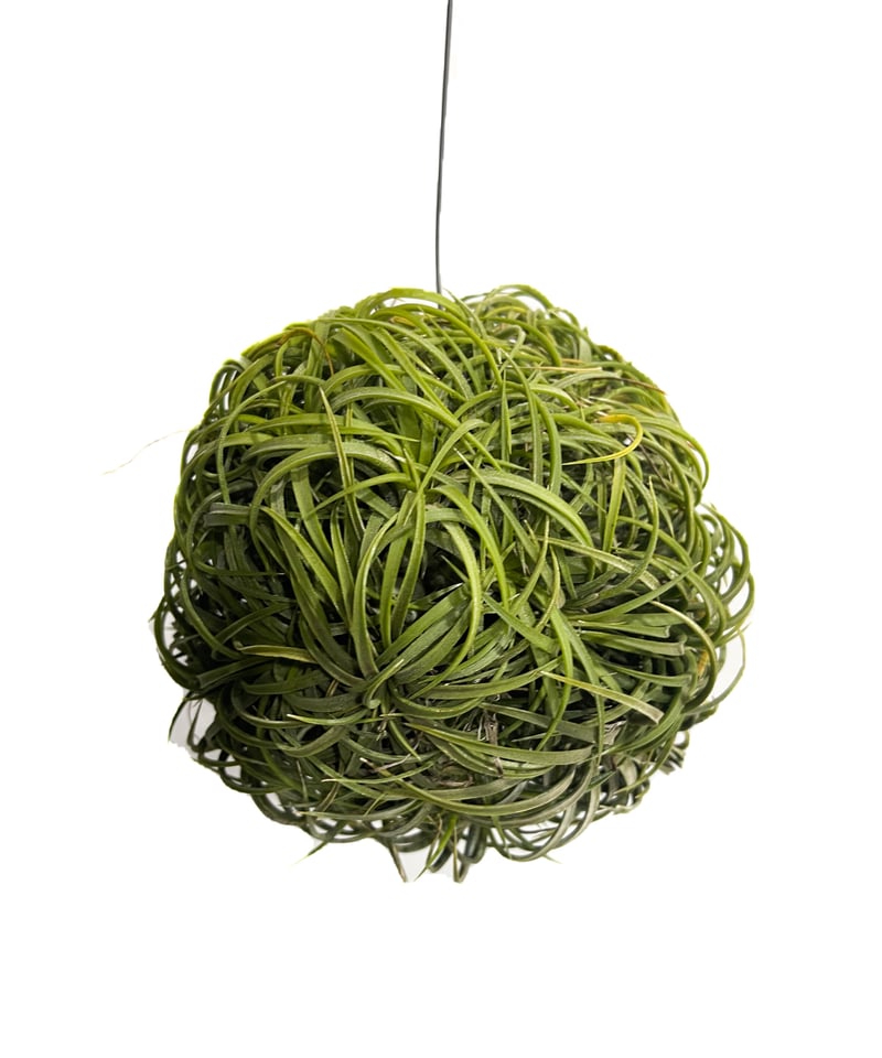 ティランジア イオナンタ ドゥルイド ボールタイプ「Tillandsia