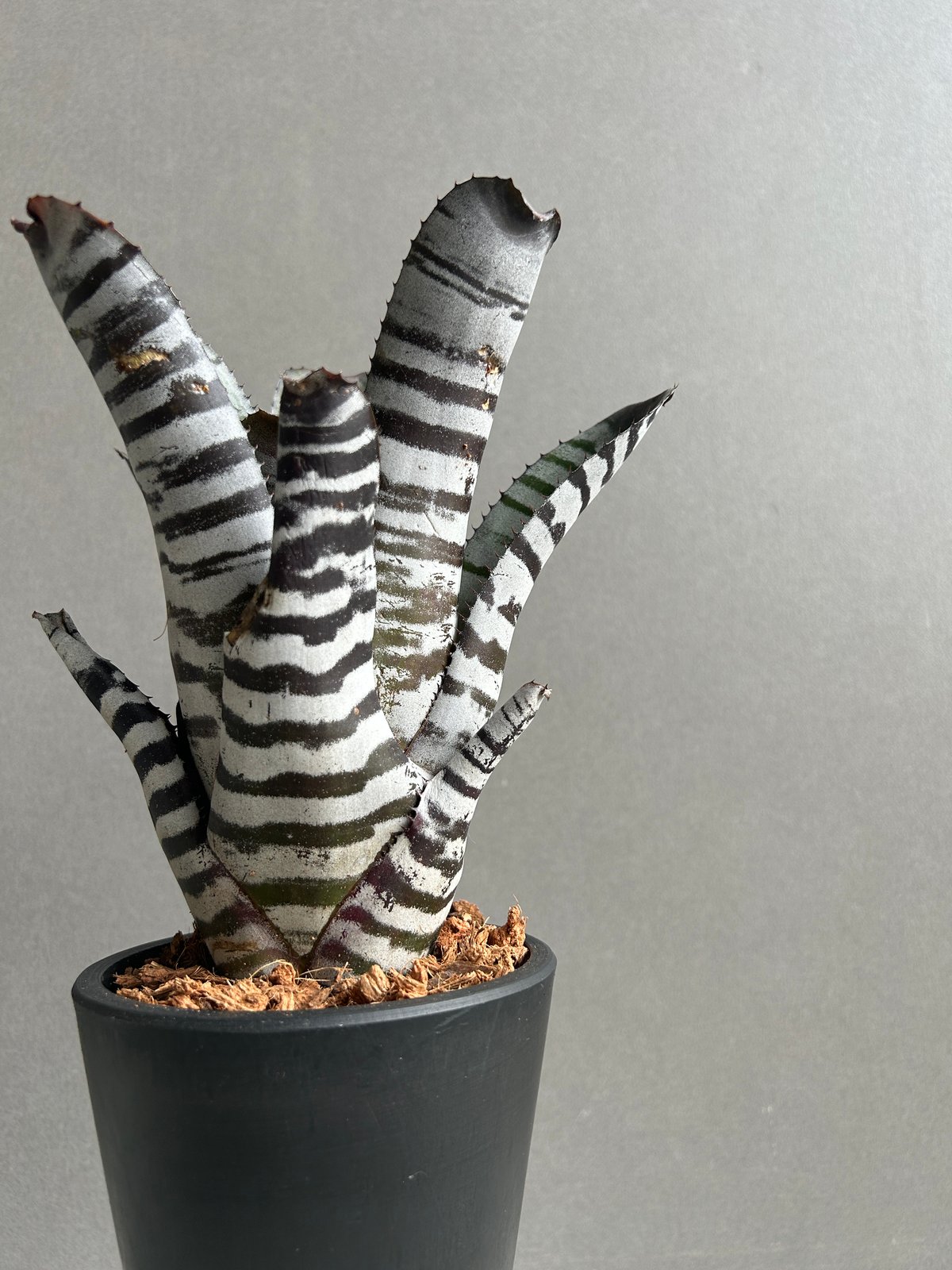 エクメア チャンティニー ブラック セレクト 「Aechmea