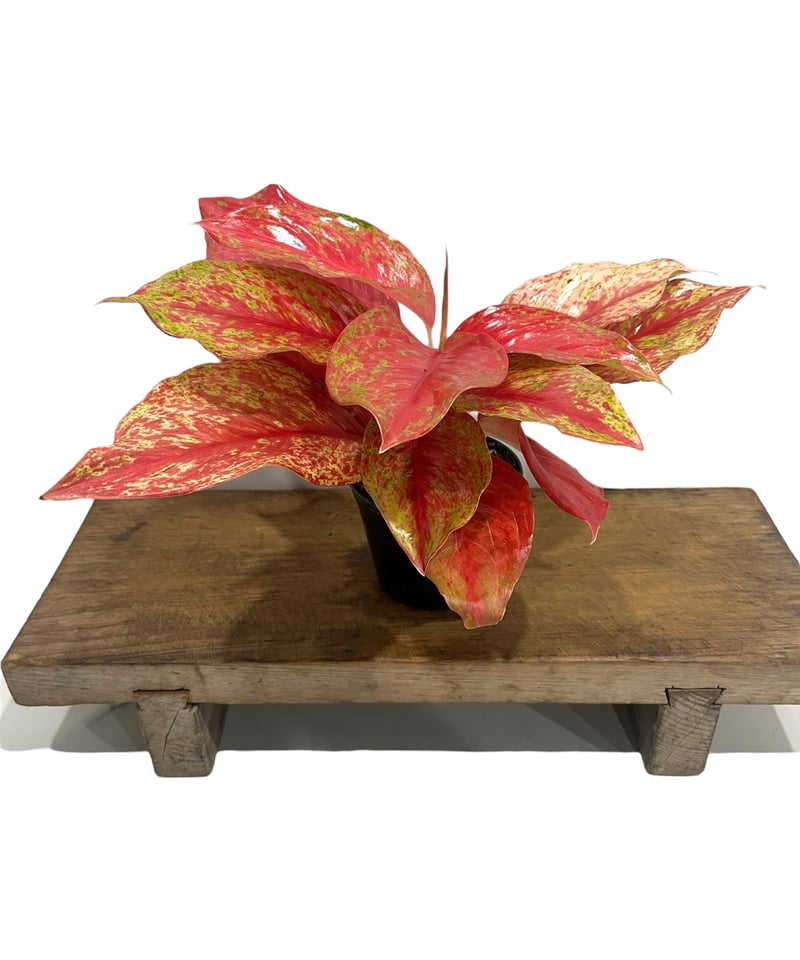 アグラオネマ クワック サブ 「Aglaonema Kwak Sub」33Q | SHOUCH アグラオネマ クワック サブ 「Aglaonema Kwak Sub」33Q | SHOUCH