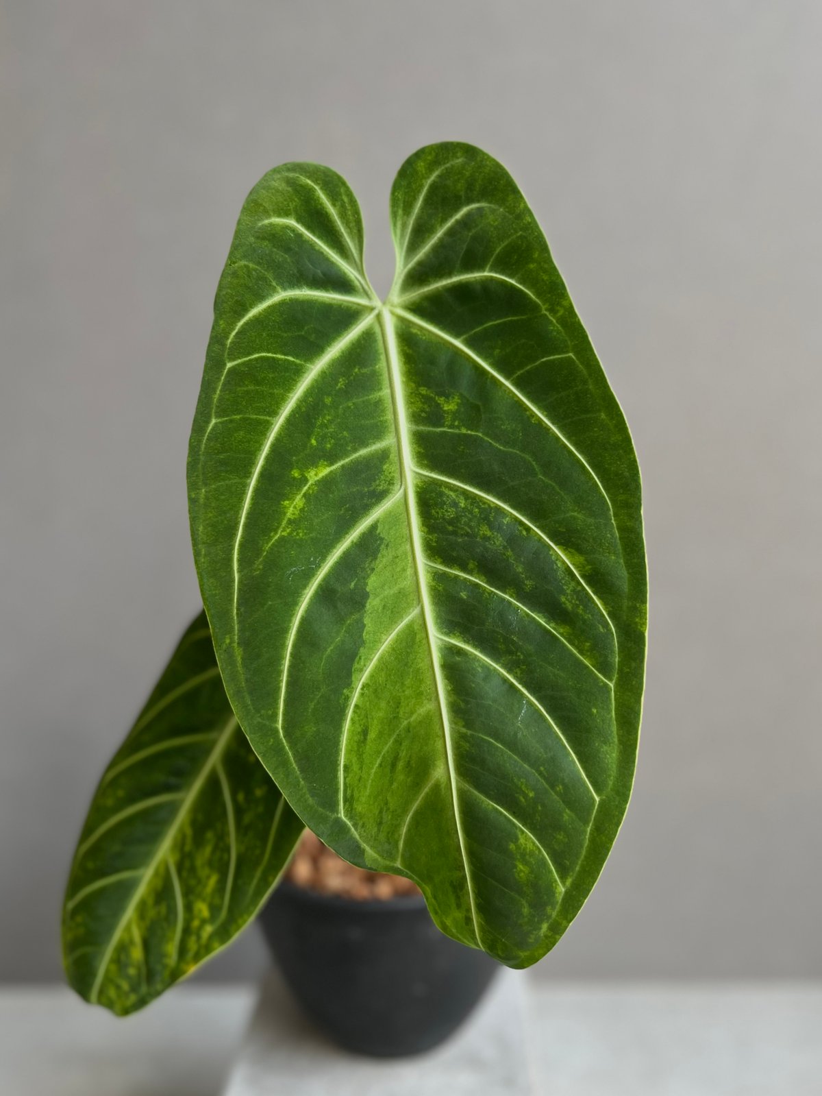 アンスリューム混合 アンスリウム ハイブリッド 斑入 「Anthurium hybrid Variegated