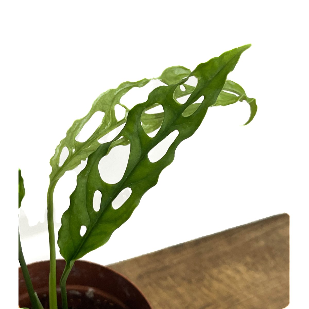155 激レア 発根済み モンステラ オブリクア ペルー - 植物/観葉植物