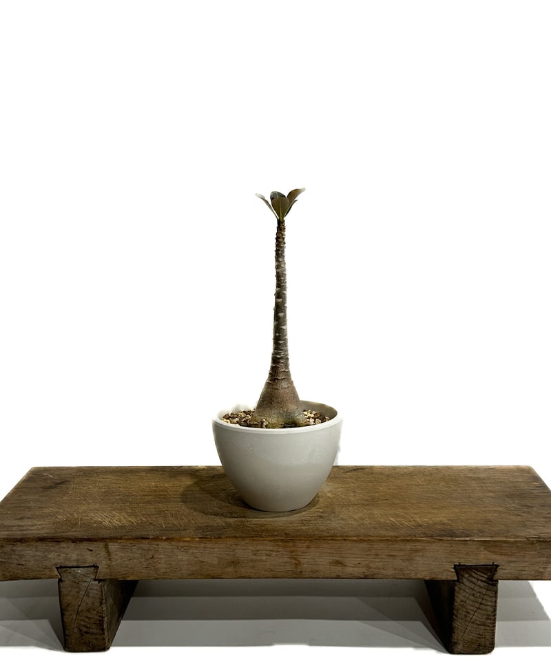 アデニウム ソコトラナム 「Adenium socotranum 」6/20-813 | S