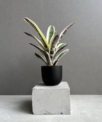 D*ン様 アロエハイブリッド　実生(選抜個体) アロエ ハイブリッド “選抜個体” 「Aloe Hybrid “Select