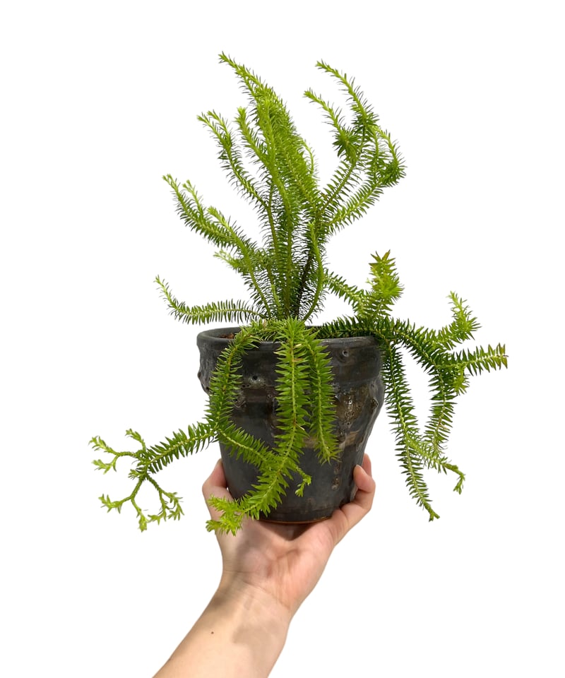 フペルジア sp. (シンソイ) ドワーフ+YON-HACHI 「Huperzia sp.