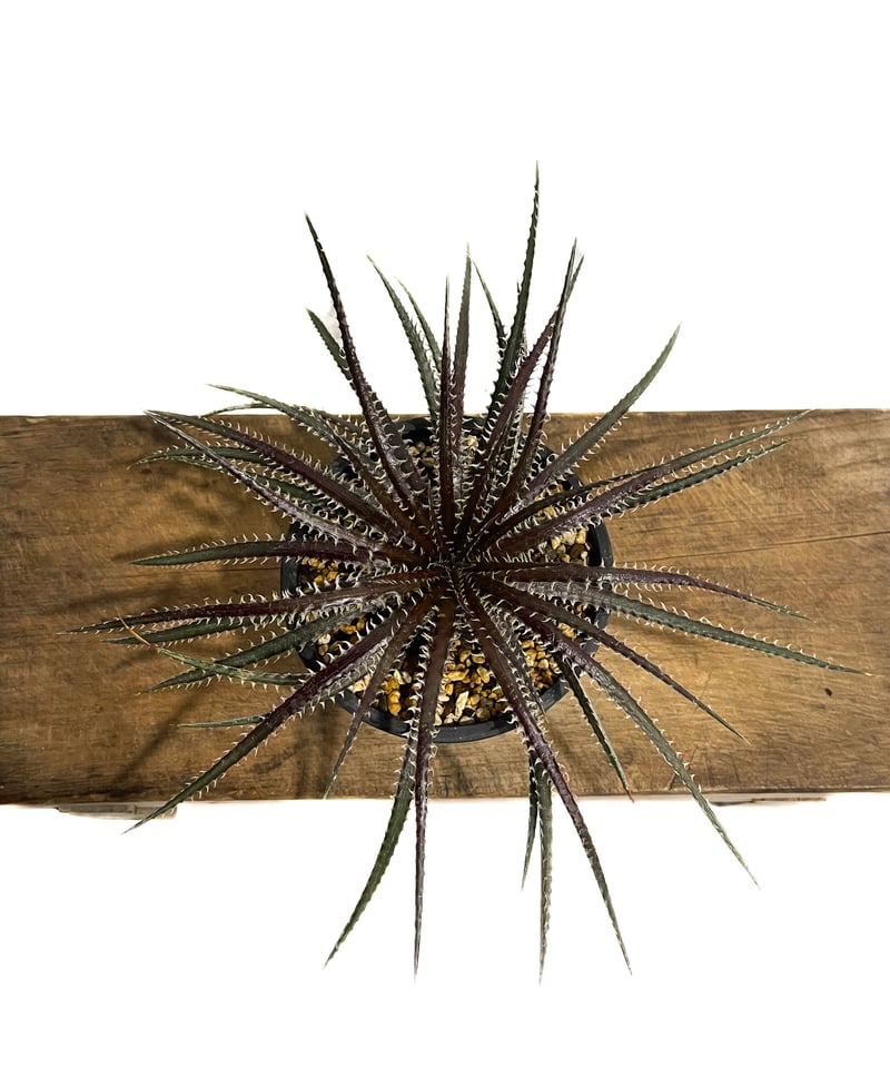 レア株　OTTO新作株　ディッキア　Dyckia M2F-1 レア株 OTTO新作株 ディッキア Dyckia M2F-1