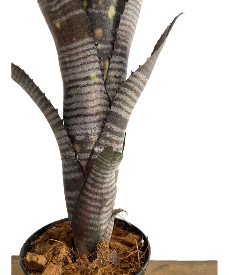 ビルベルギア ダースベイダー「Billbergia 'Darth vader'」2/2 ビルベルギア ダースベイダー「Billbergia 'Darth vader'」2/2