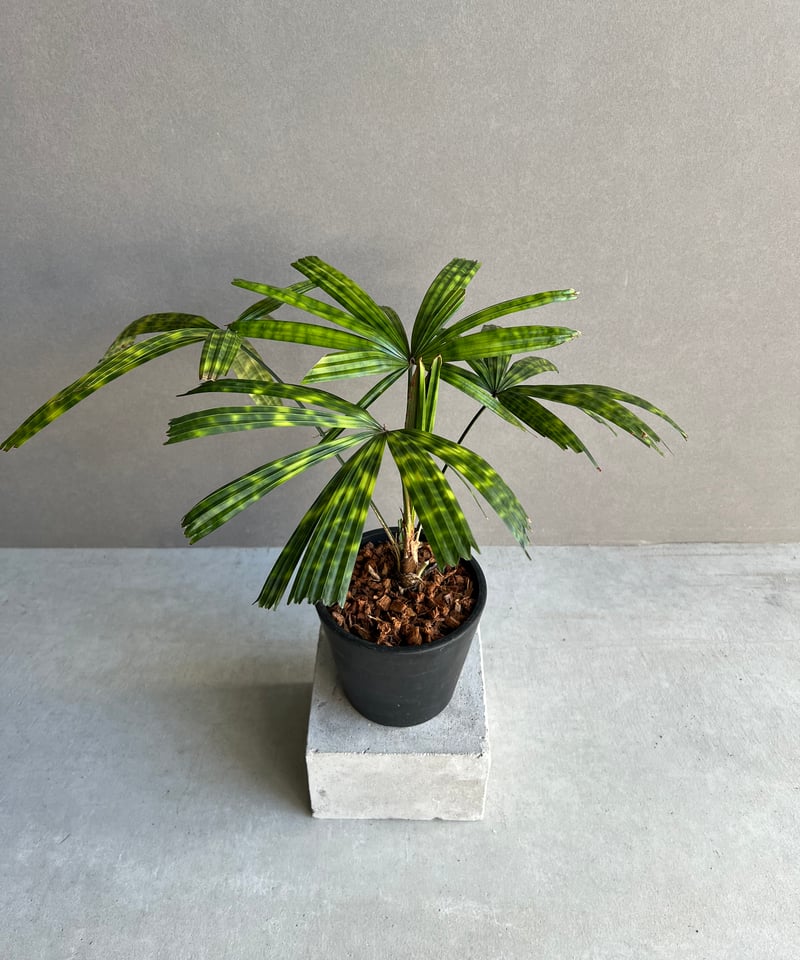 Licuala mattanensis Mapu リクアラ マプー ヤシ 【公式通販】