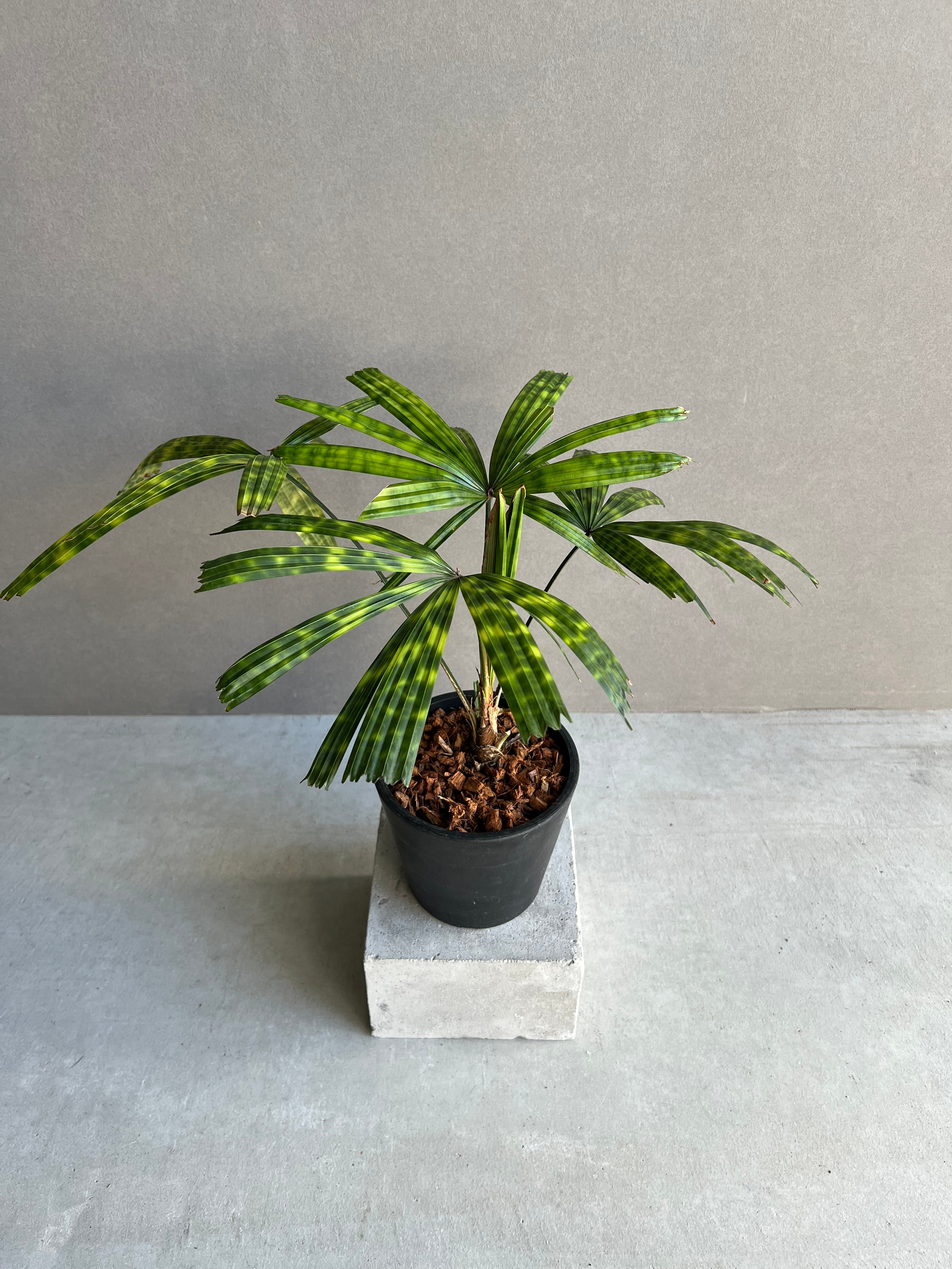 リクアラ マッタネンシス マプ 「Licuala mattanensis 'Mapu' 」73